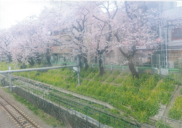 上は桜の白、下は菜の花の黄色です