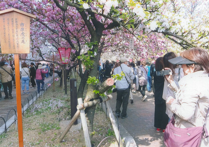 1年で1週間だけ通れます