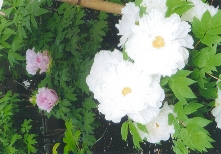 とても大きいし、とてもきれいでした