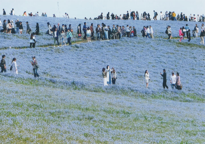 丘も山も、花、花、花です