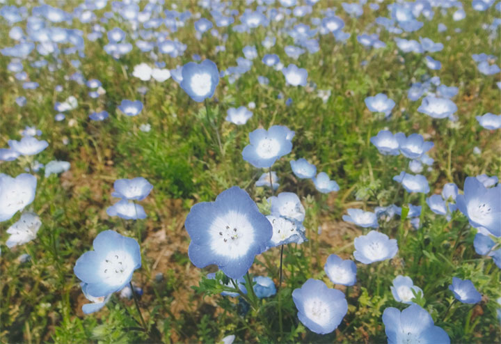 「ネモフィラ」という花です