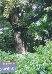 シイの巨木