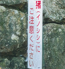 それに、「イノシシに注意！」だって