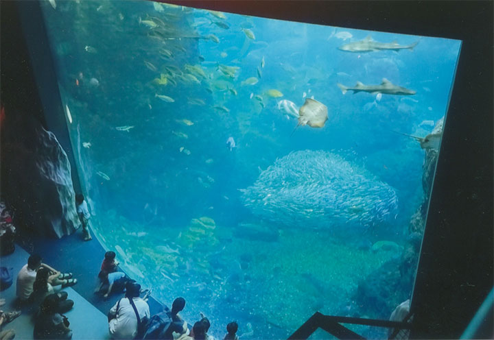 新江ノ島水族館で。7/3（日）