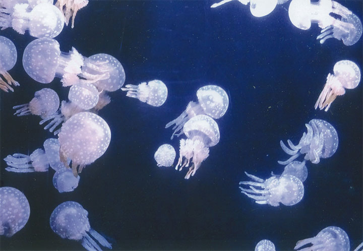 クラゲです