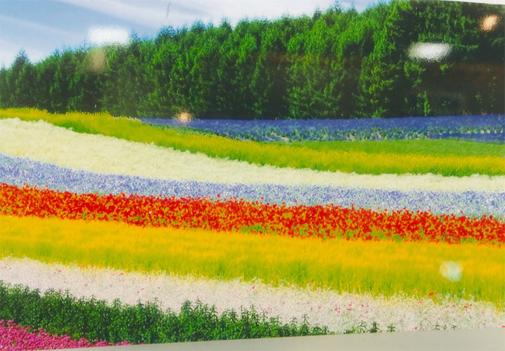 翌日は富良野でラベンダーを見た