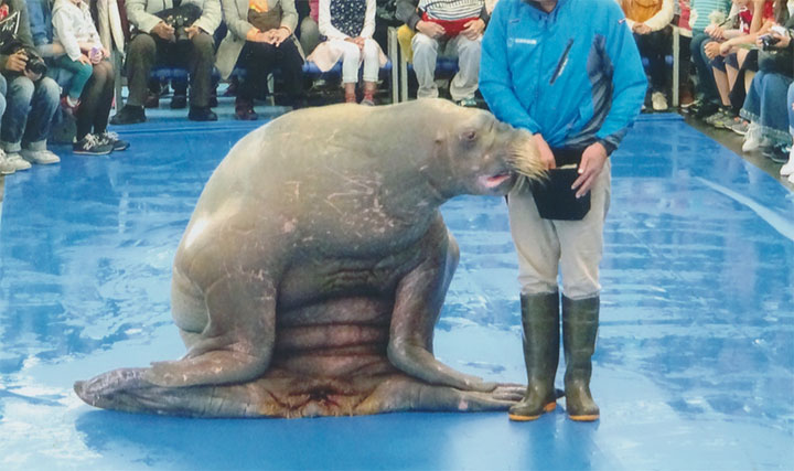セイウチのショー