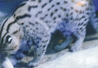 「漁（すなど）り猫」