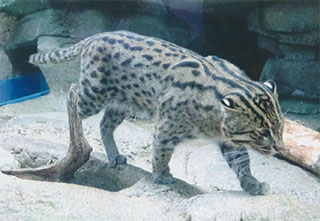 猫というよりも…