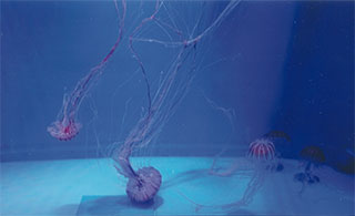 変わったクラゲです