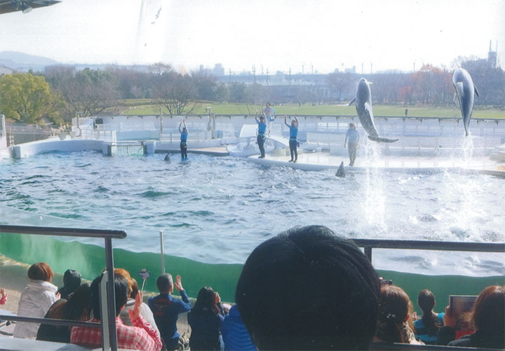 イルカショーです