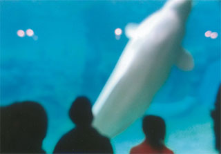 ベルーガ（シロイルカ）