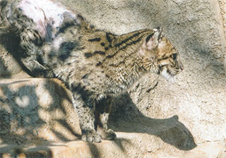 でも、いました！