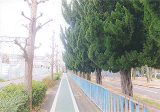 並木もきれいです