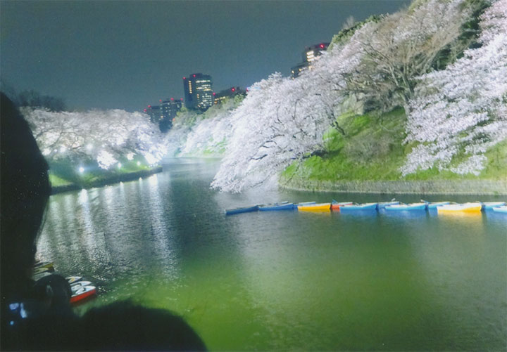 九段の桜を見ました