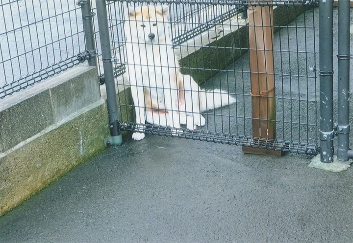 入り口に秋田犬が