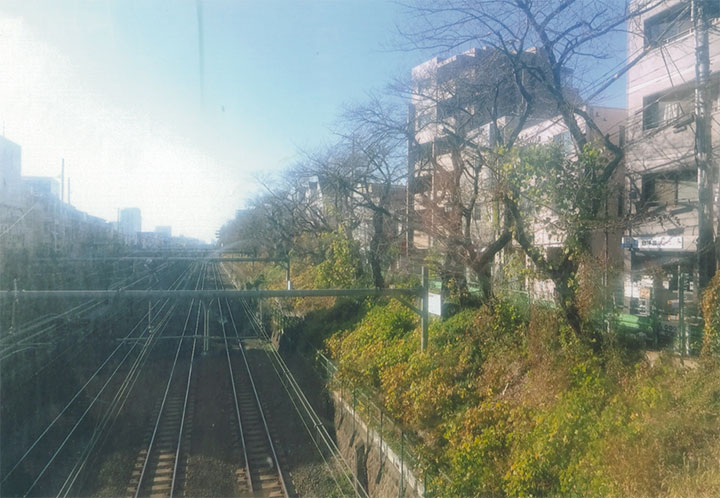 桜の木が並んでます