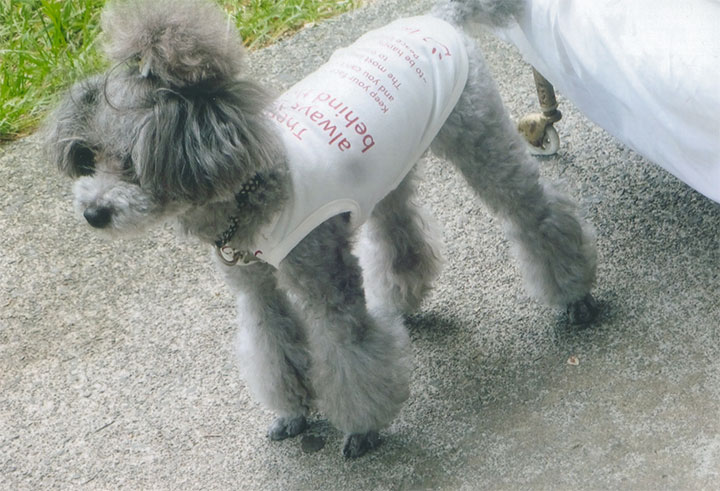 可愛い犬がいました