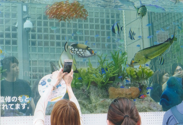 銀座の水族館