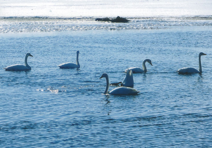 白鳥が