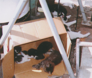 生れたばかりの猫も…