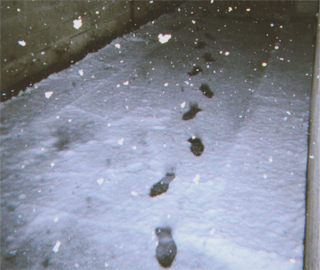 自分の足跡を記念に撮った