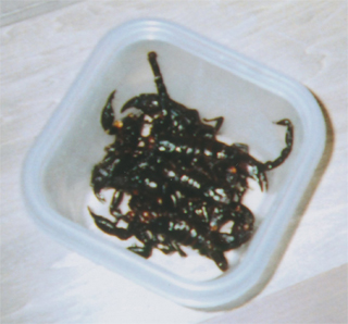 サソリを食べました