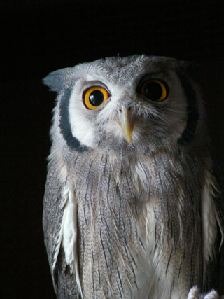高木さんの恋人「コトバ」という名前のフクロウ。