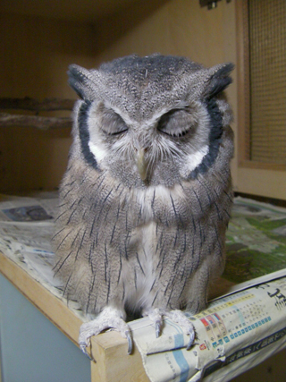 「コトバ」はこうして夜ごと思索するそうだ。