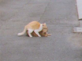 猫。ミヤマ荘（右）の前で