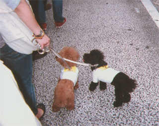 「反原発」犬。ステッカーを背負っていた