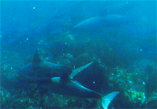 すぐ傍をイルカが泳いでます