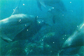 全部で10頭位いました