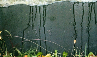 唐牛さんのお墓