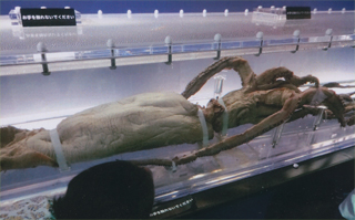 巨大な「ダイオウイカ」です。６メートルです