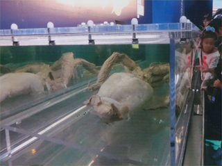 頭の方から見ました