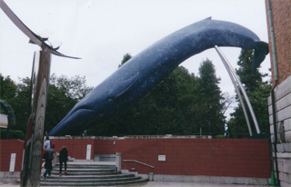 外に出たら、又、クジラがいました