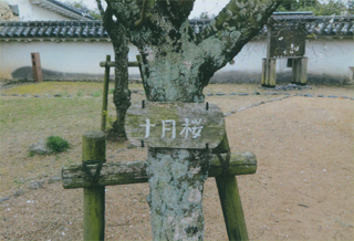 「十月桜」と書かれてました