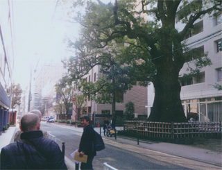 大杉栄もよく見ていたクスノキ（樹齢400年）