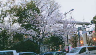 靖国神社の桜