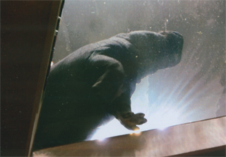 カバが泳いでます