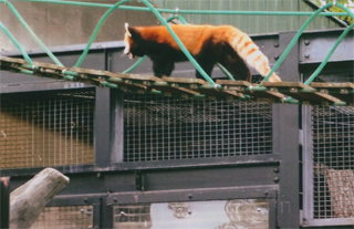 人気のレッサーパンダです