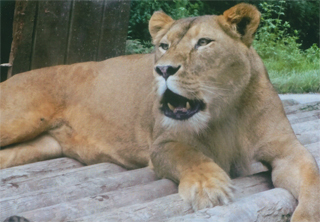 この後、群馬サファリパークに行きました