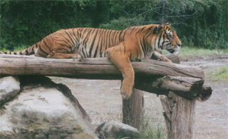 そばに虎がいます