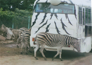 このバスも進みません