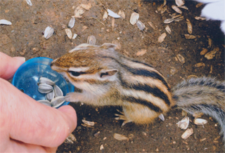 シマリスに餌をやってます