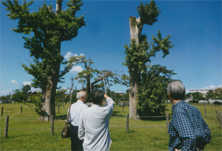 大杉栄がよく遊んだイチョウの木