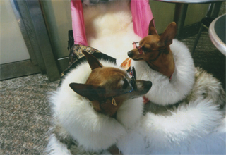 おしゃれな犬たち