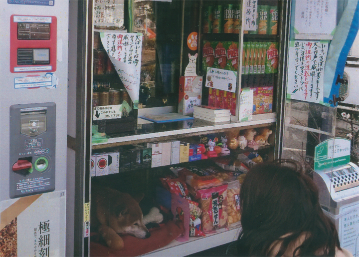 その犬を見に行きました