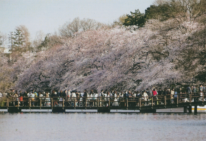 井の頭公園です。3/30（月）